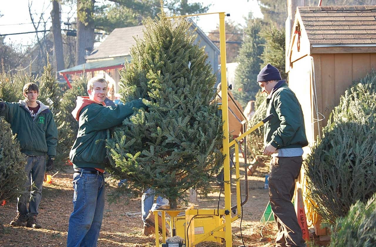 Noel's Tree Farm photo 11