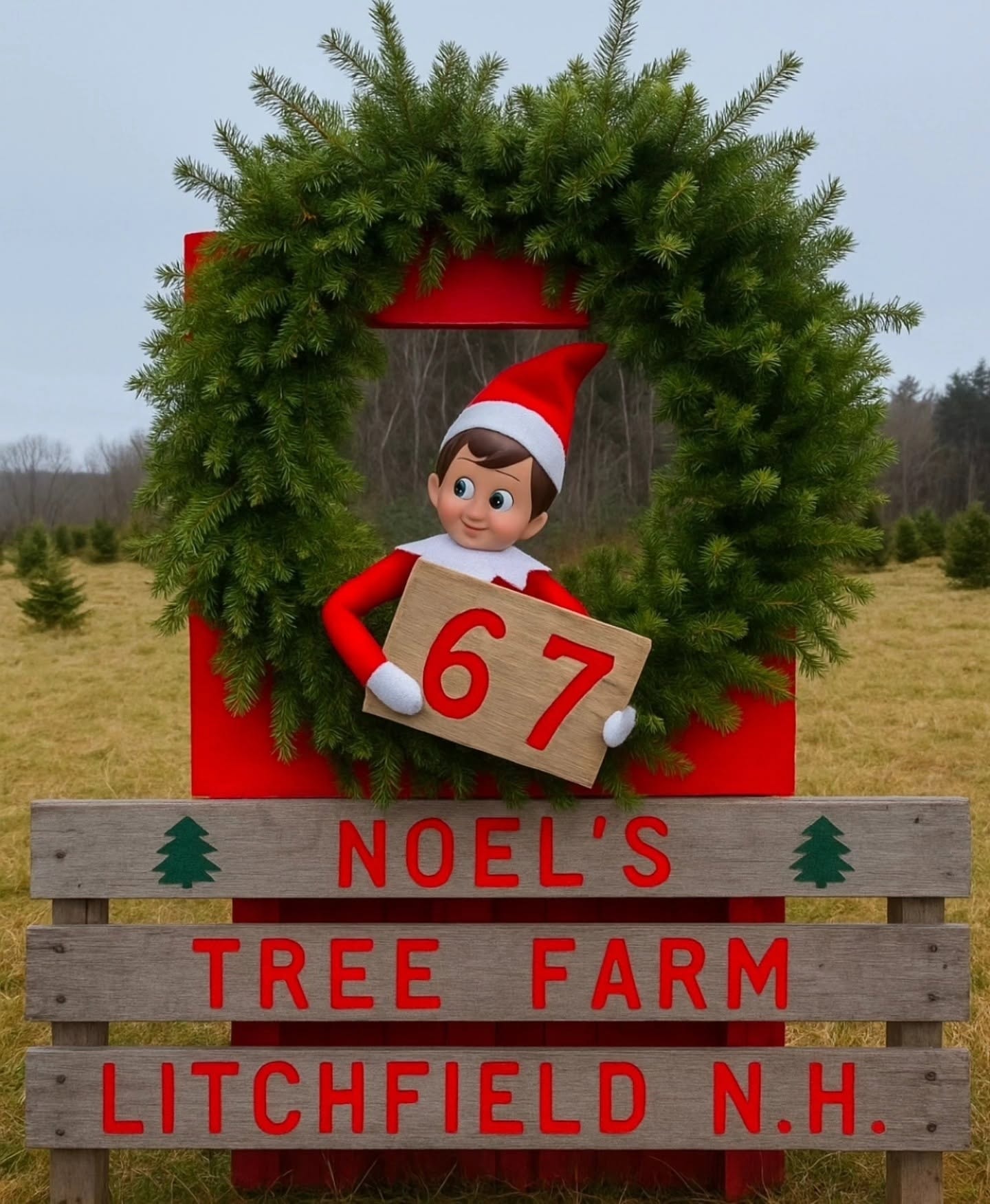 Noel's Tree Farm photo 8
